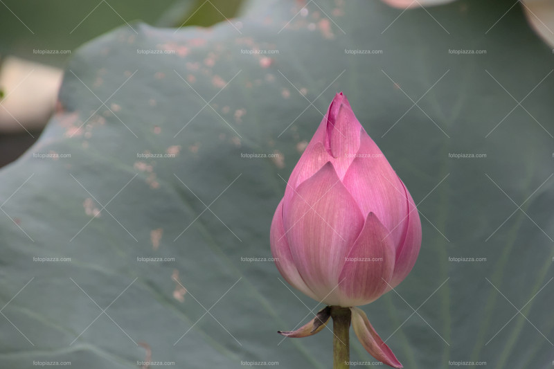 Lotus Flower