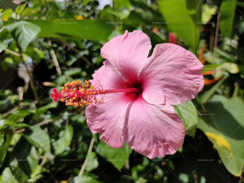 Beautiful Hibiskus blossom