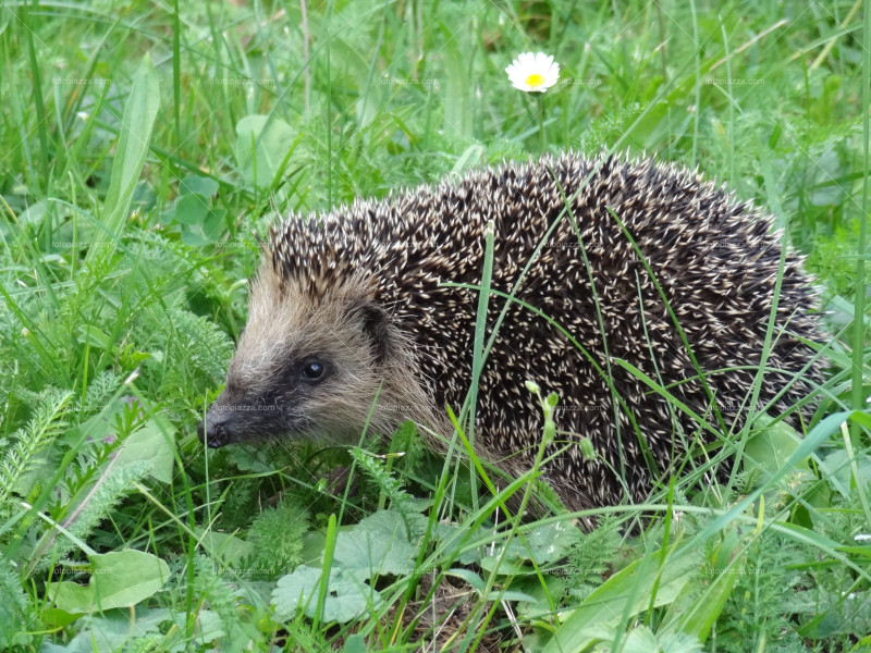 Hedgehog