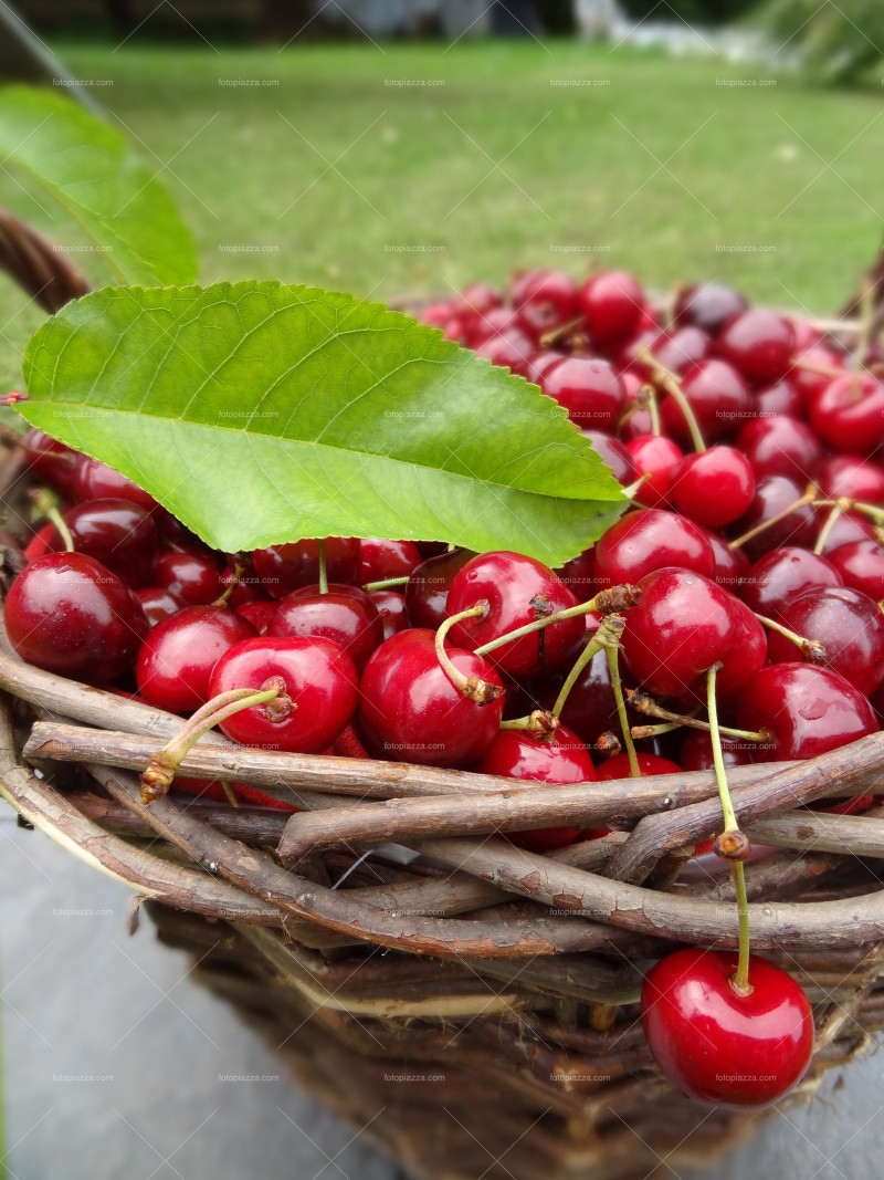 Cherries harvest