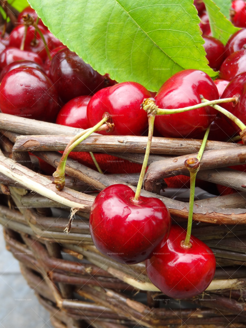 Basket full with cherries