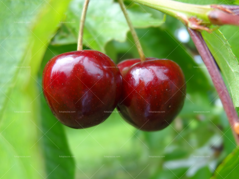 Two cherries on the tree