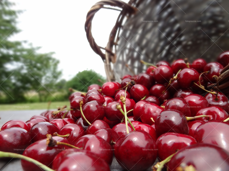 Cherries in basket