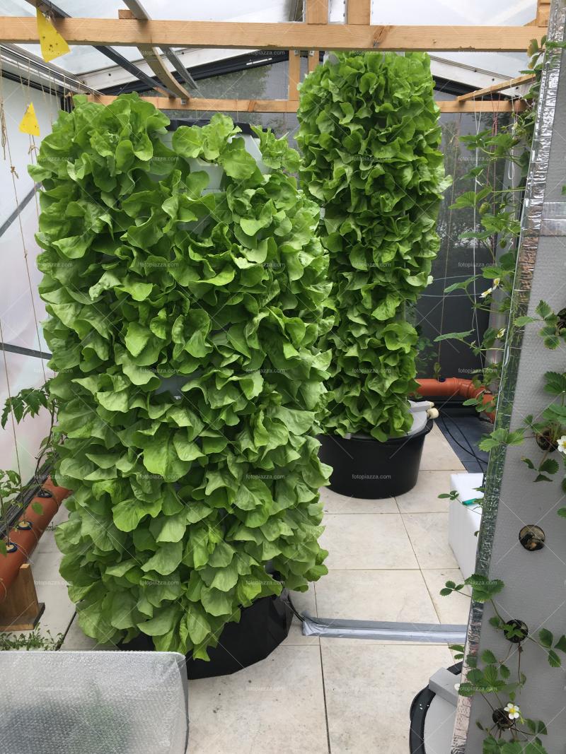 Aeroponic Farm