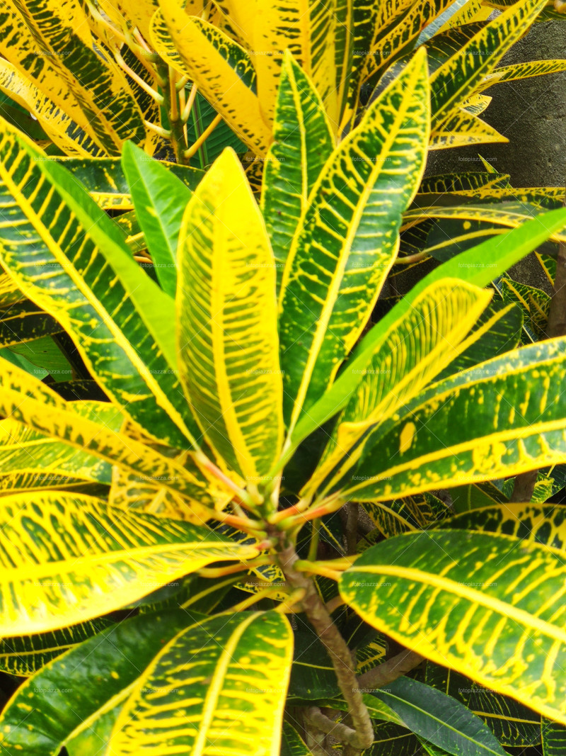 Yellow leafs