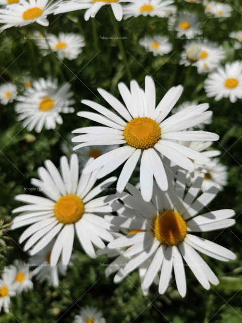 daisy