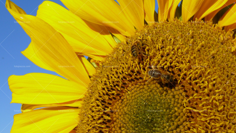 Bees on Sunflower