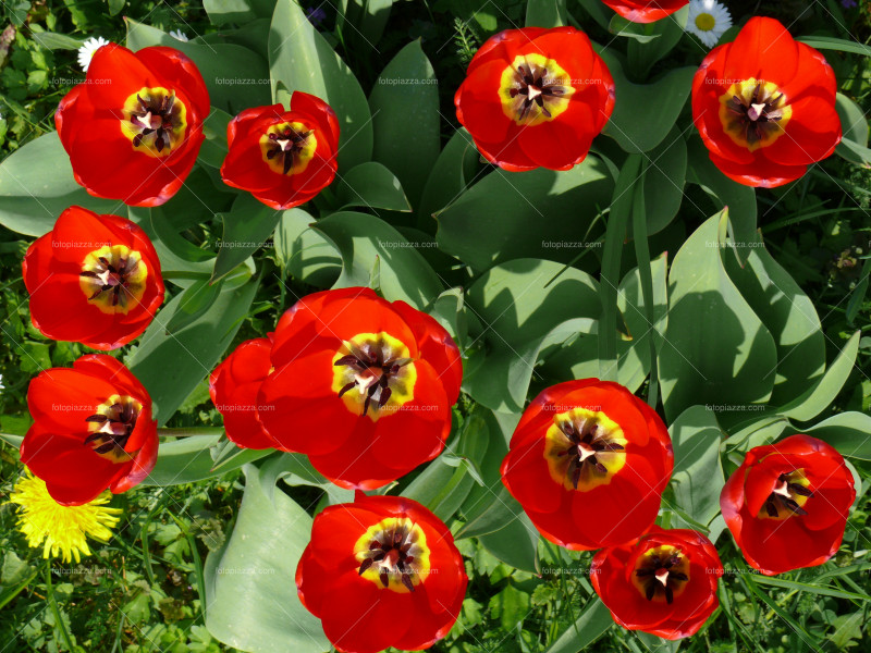 Beautiful tulip blossom