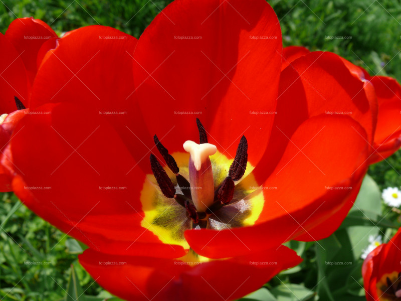 Beautiful tulip blossom