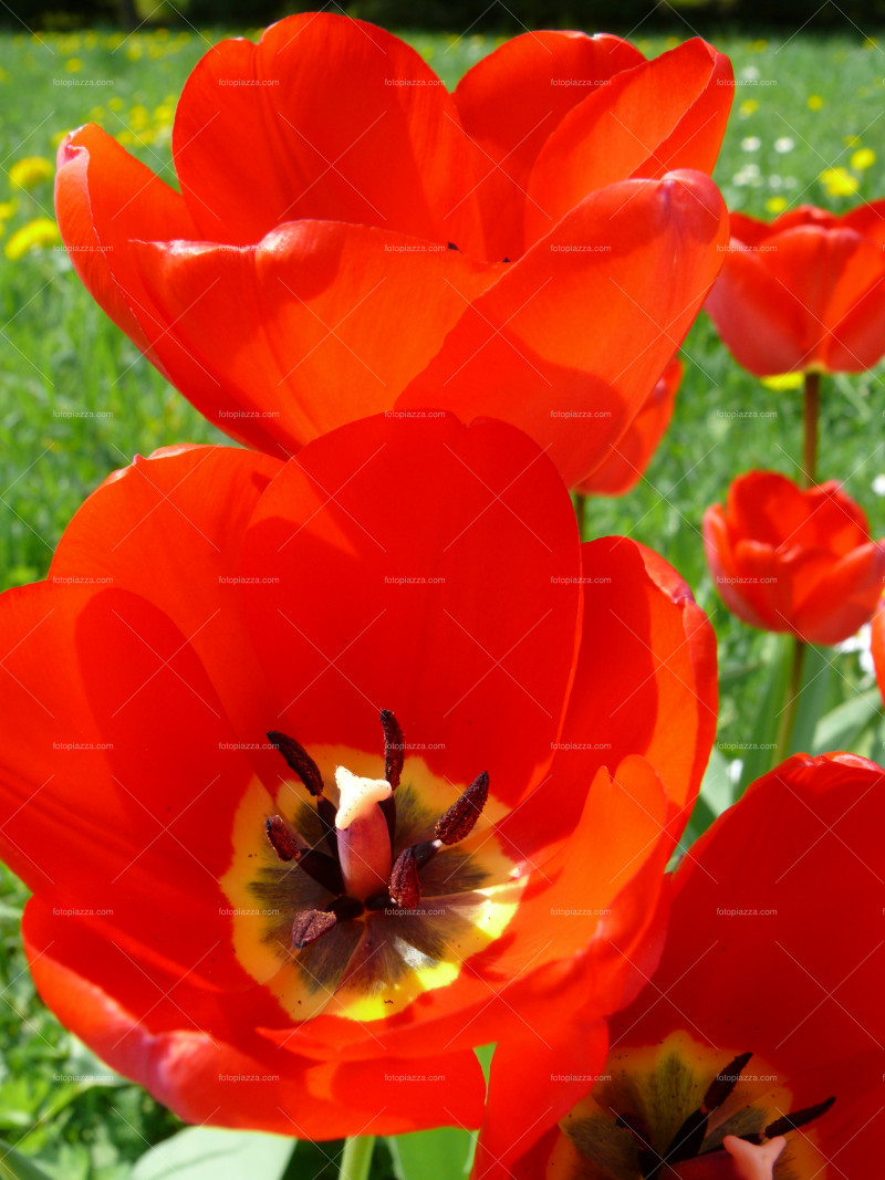 Beautiful tulip blossom