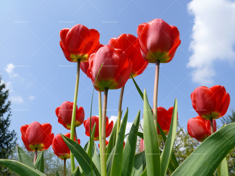 Beautiful tulip blossom