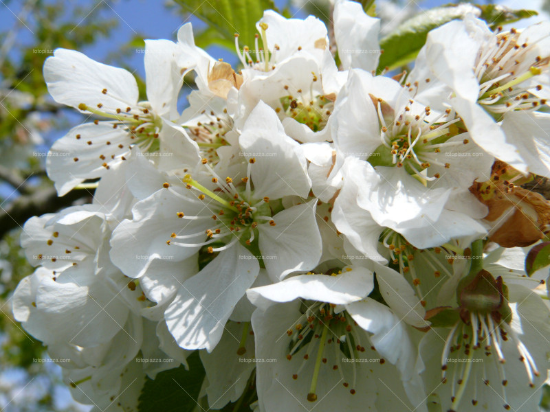 Apple blossom