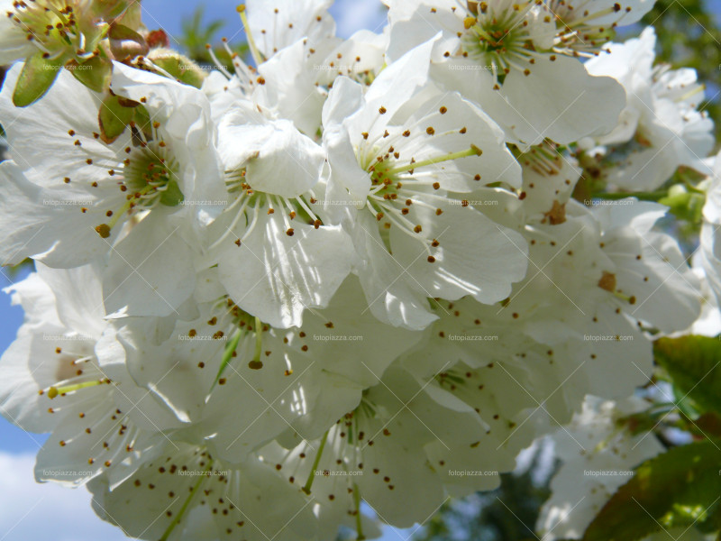 Apple blossom