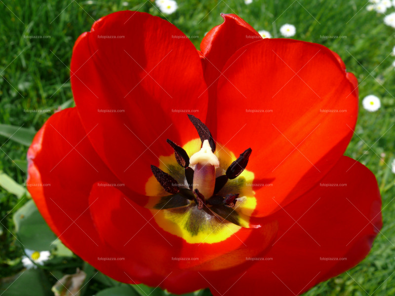 Beautiful tulip blossom