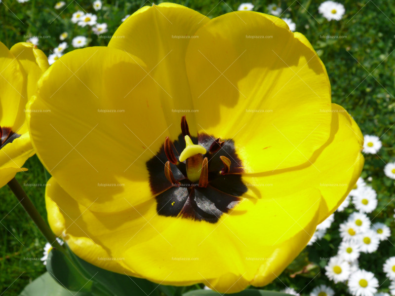 Beautiful tulip blossom