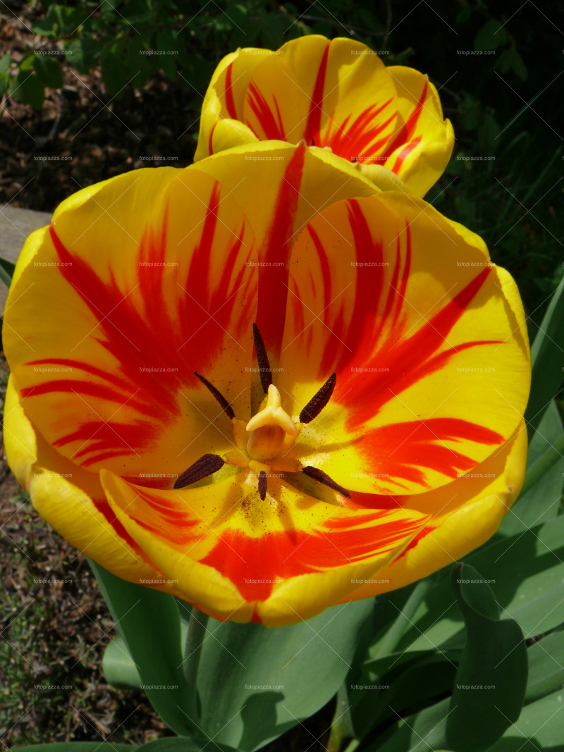 Beautiful tulip blossom