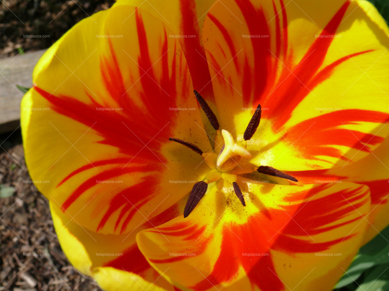 Beautiful tulip blossom