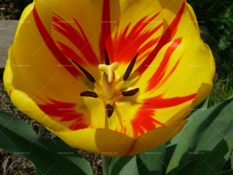 Beautiful tulip blossom