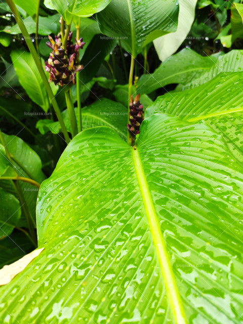 Tropical fruits